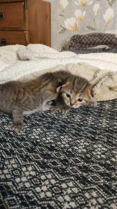 Отдам веслоухих котят
