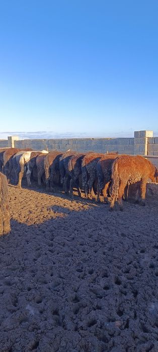 Жылқы еті күнделікті 2500₸ 1кг