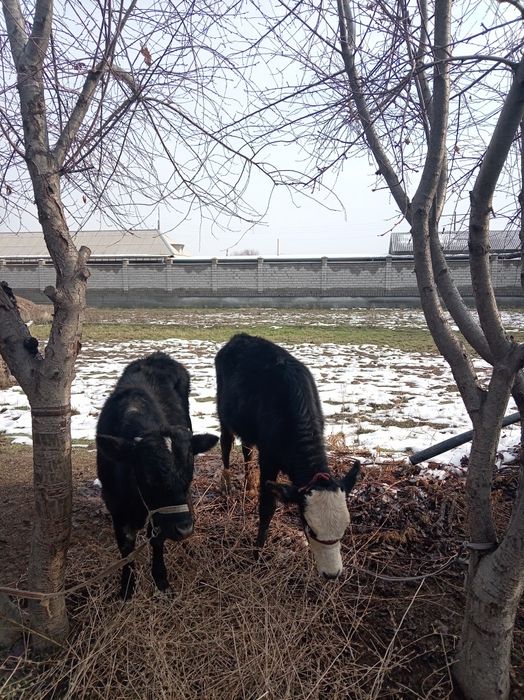 2 buzoqcha sotiladi 1tasi erkak 2 chisi urg'ochihi