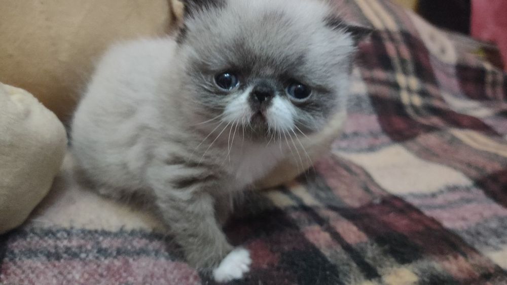 Котенок экзот девочка