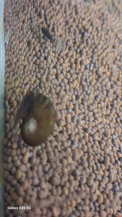 Улитки катушки недорого