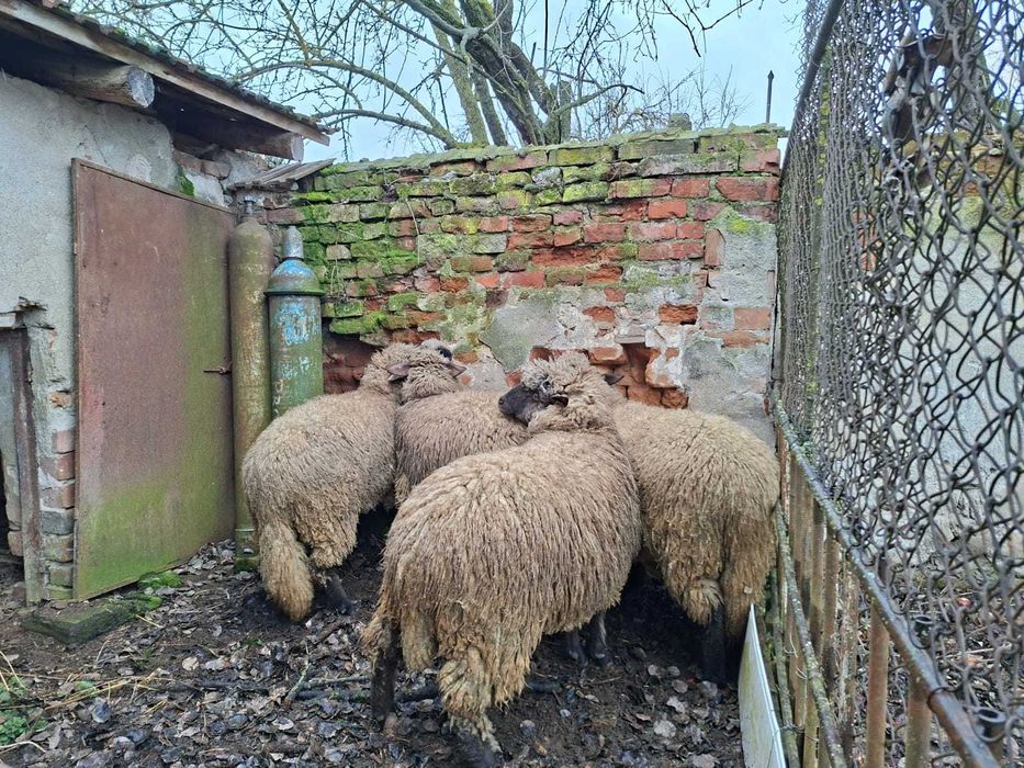 Oi Suffolk varsta 1 an