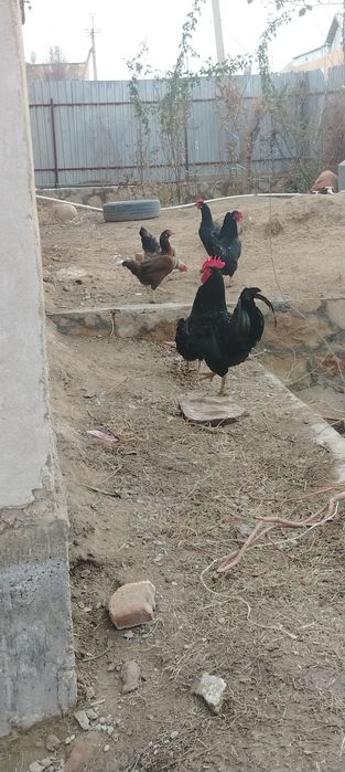 Соглом бакувват товуклар сотилади