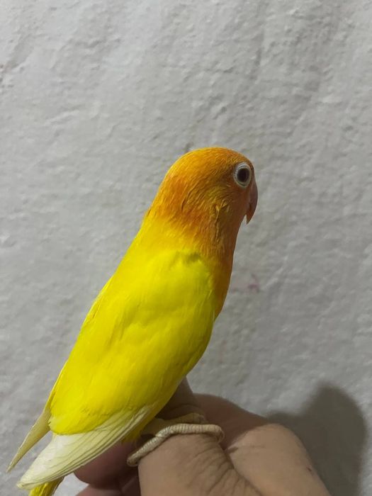 Ruchnoy nerazluchnik popugay