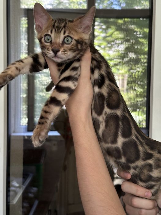 Бенгальские котята