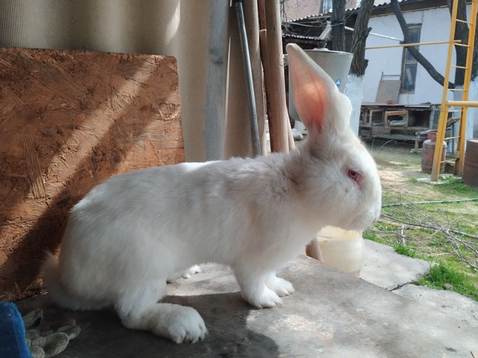 Крол продам,еркек.9 айда