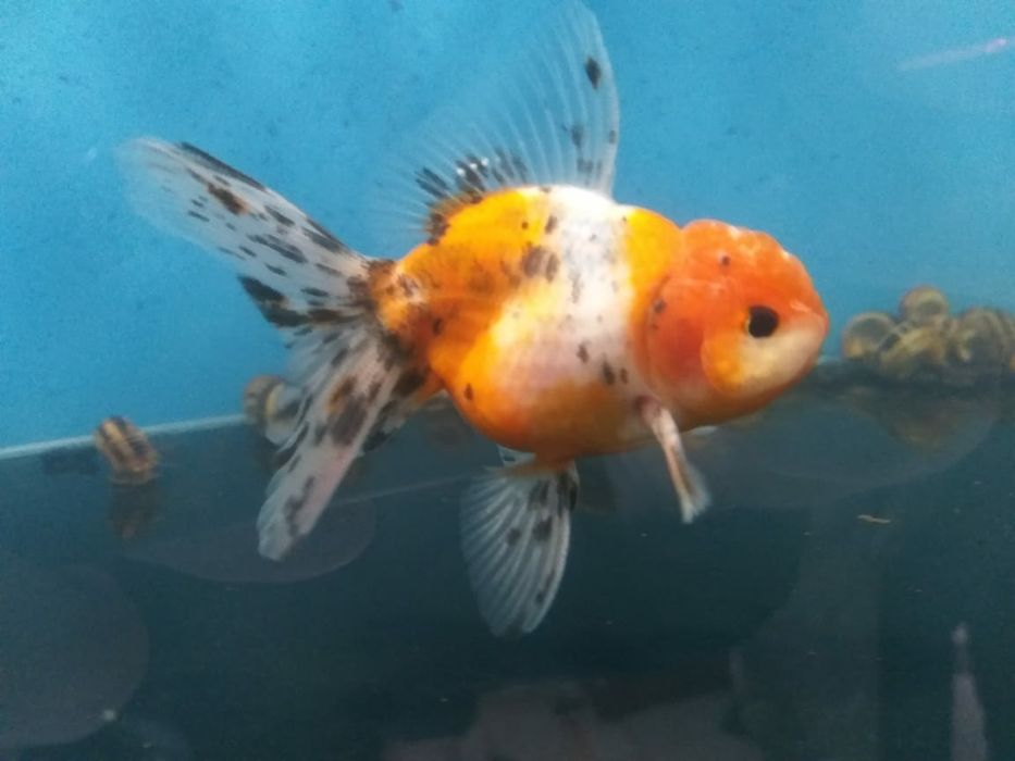 Золотые акквариумные рыбки