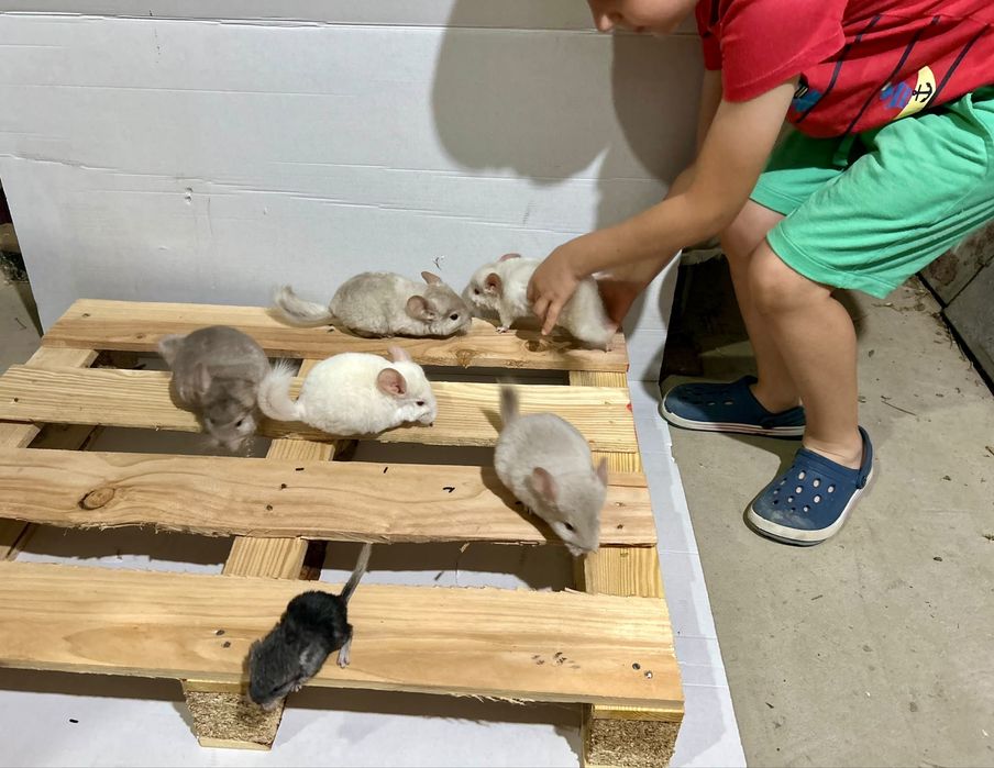 Chinchilla / sinsila, adorabilul animalut de companie. DE VANZARE