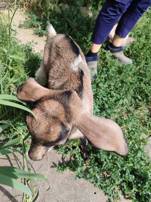 Продам альпийских козлят. Две девочки и мальчика.