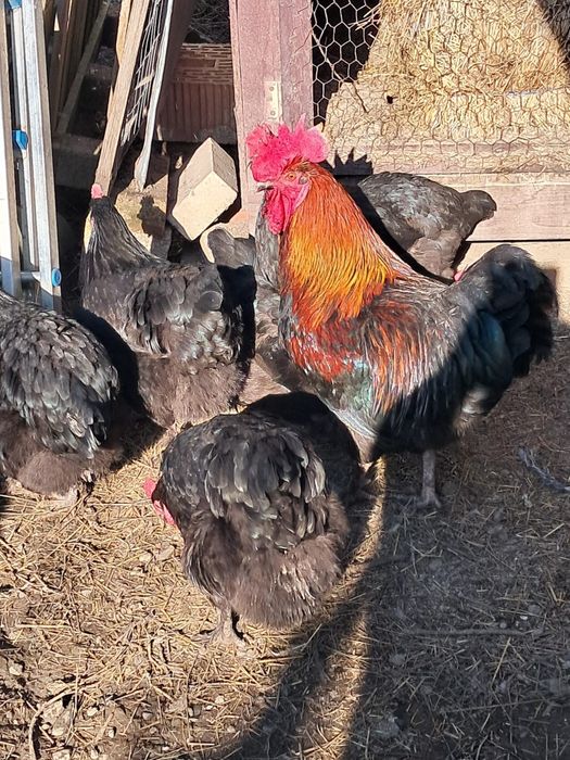 Marans Negru Arămiu