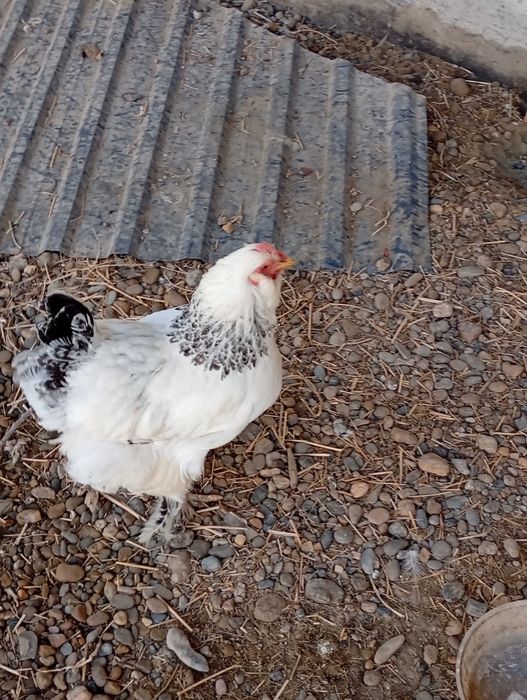 Brama tovuqlar soglom sotiladi