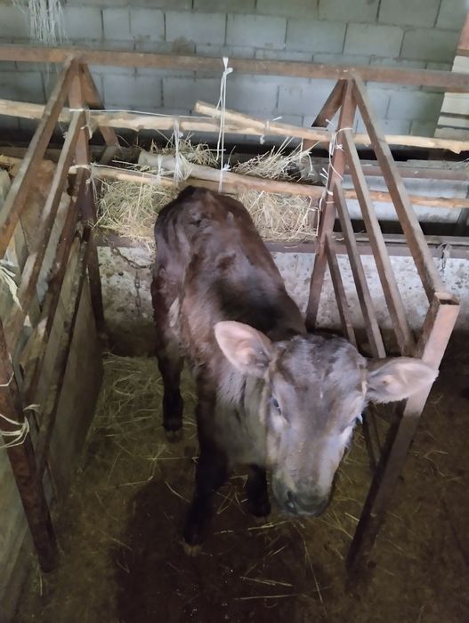 Продаются телочки