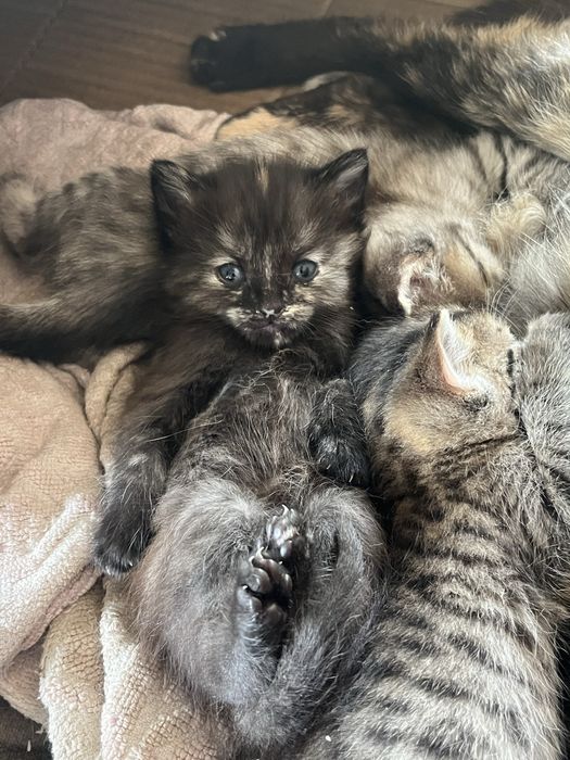 Отдадим в хорошие руки котят