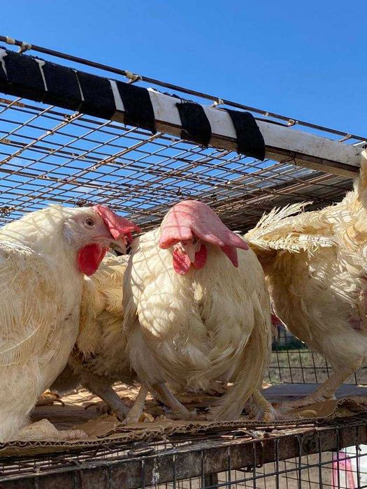 Куры несушки белые