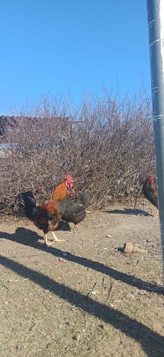 Кучинский петух.Продам петух