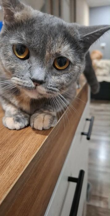 Предлагам прекрасни Scottish Fold (Шотландска клепоуха) котенца