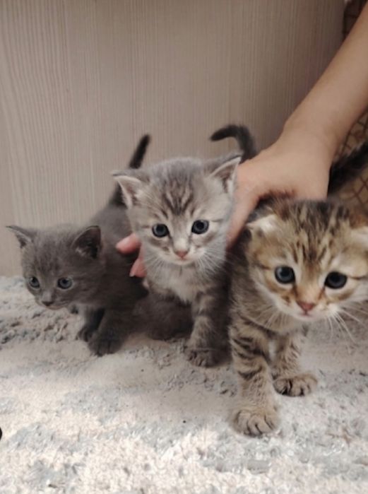 Красивые котята вислоухие