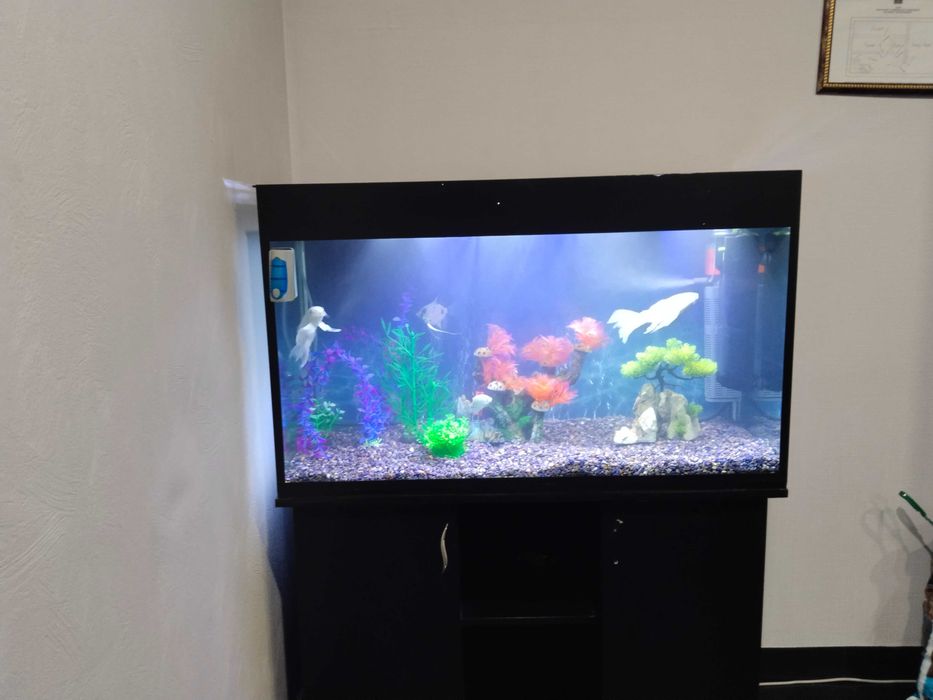 Профессиональная чистка аквариума AQUALIFE