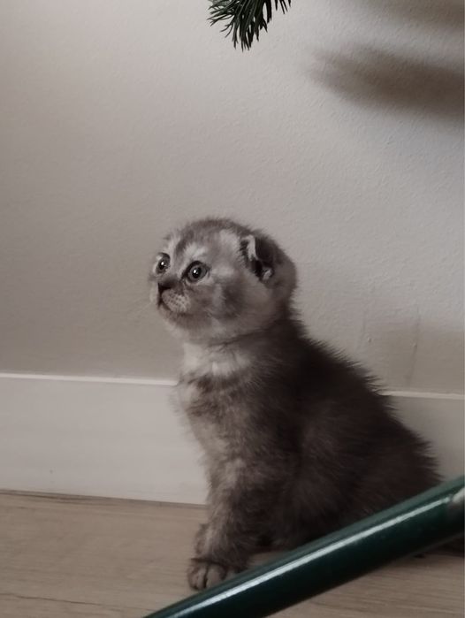 Шотландская вислоухая девочка