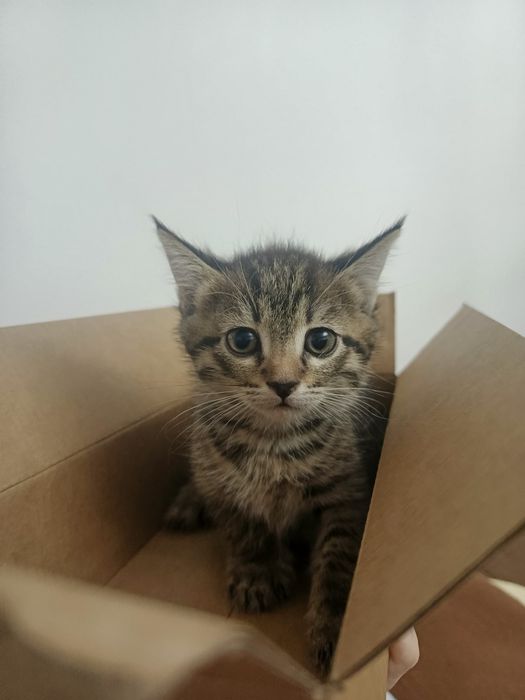 Котята бесплатно