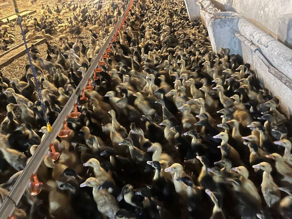 Vând pui albi de carne