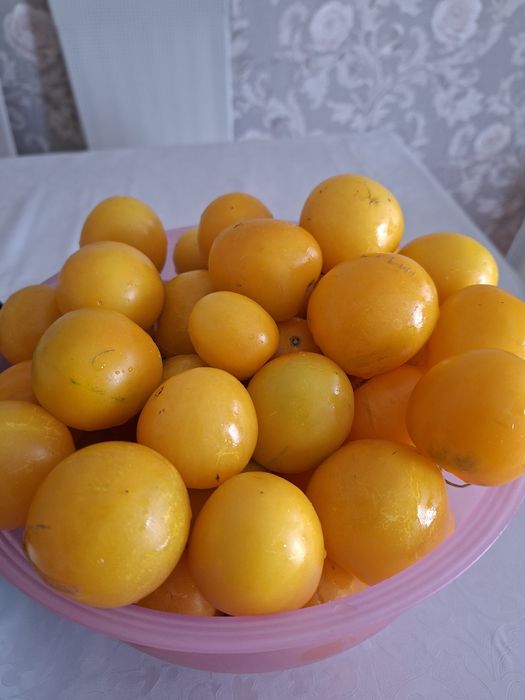 Продам помидоры домашние