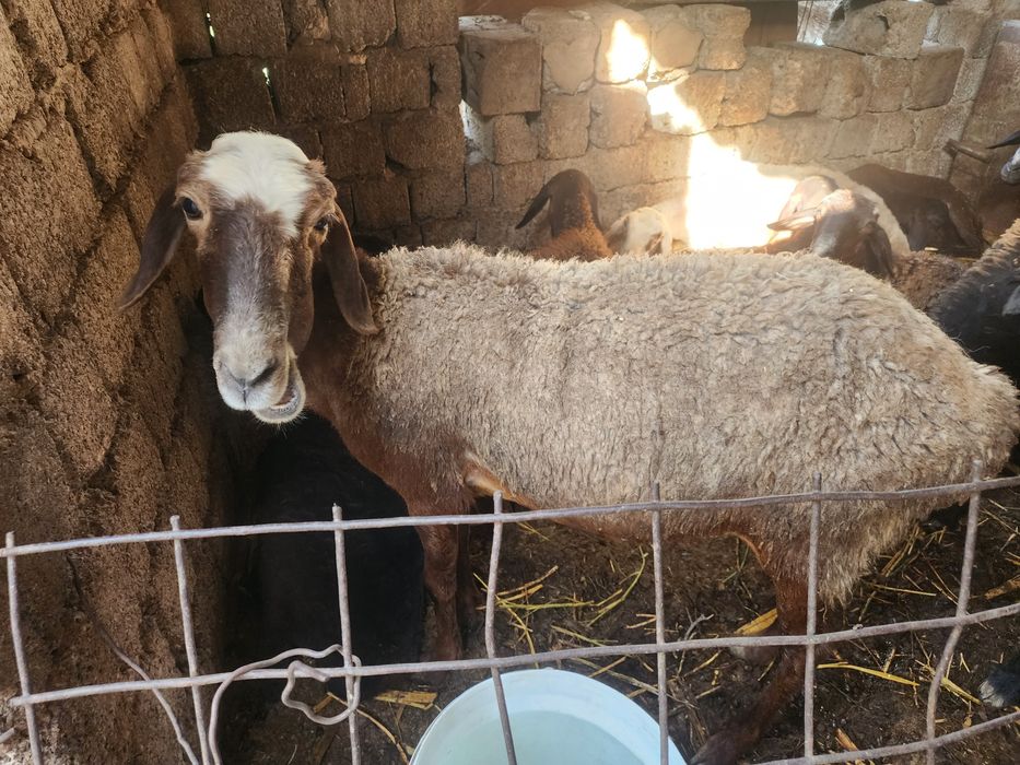 Qoylar bor quzbola hamasi