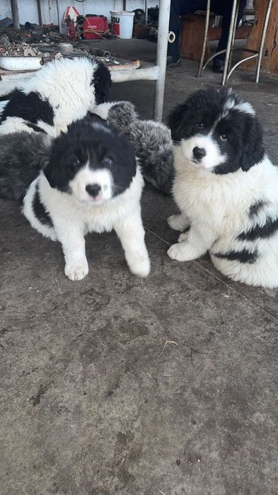 Чистокръвни Каракачанки