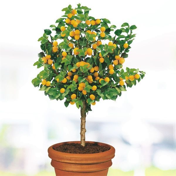 Pomi Pitici Dwarf