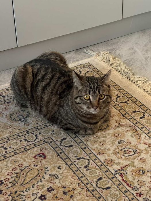 Отдам кота в добрые руки