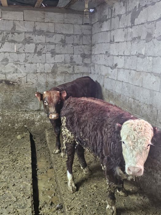 Быки  продам 4 чтук