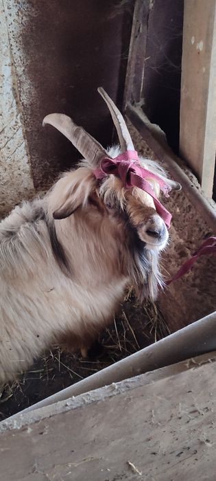 Козёл продам козла