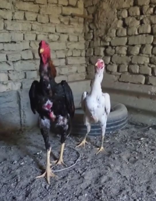О шамо тухумлари сотувда бор