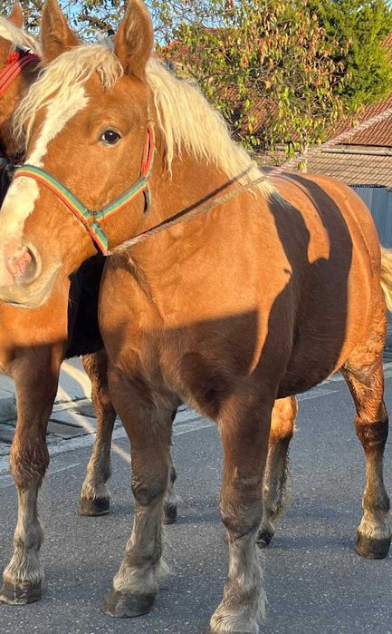 Vând ce se vede în poză