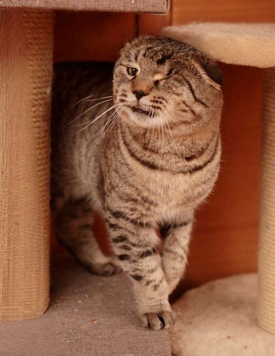 Кастрированный  котик