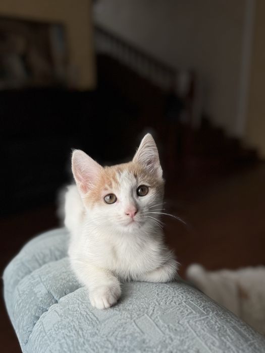 Котенок, кот, ищет добрые руки