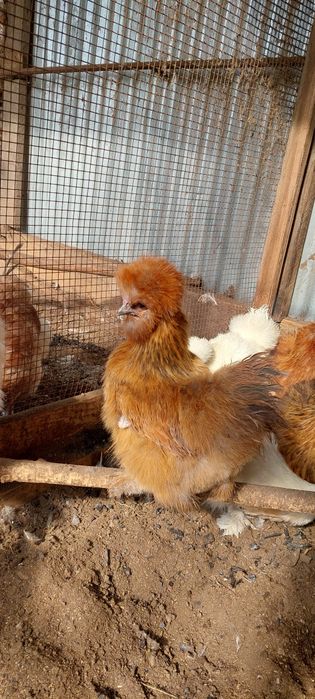 Продам инкубационное яйцо