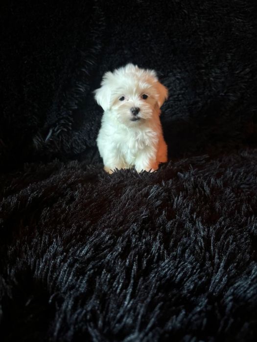 Bichon maltez mini toy fetita
