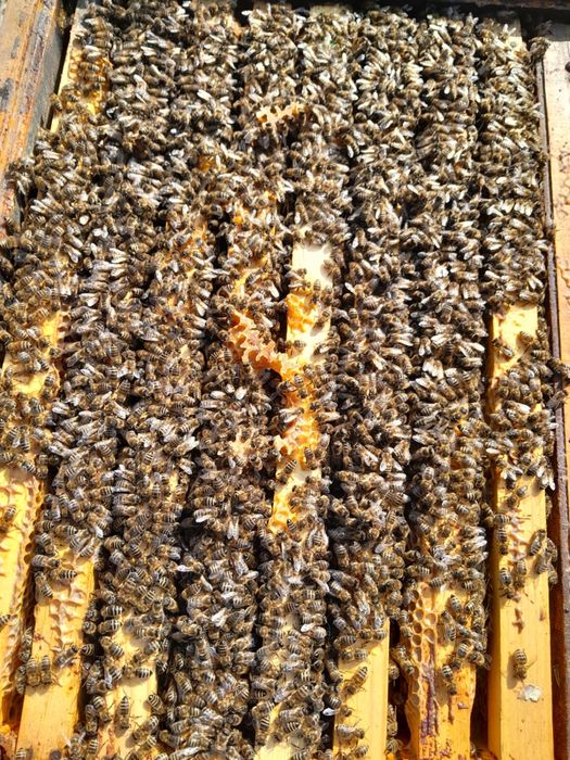 Vand 15 familii albine!