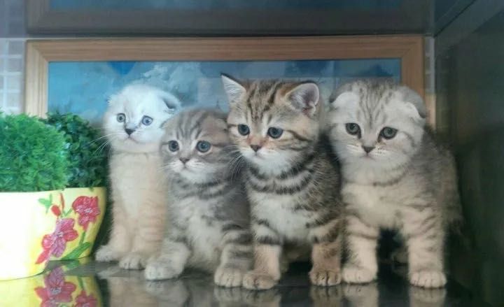 Миленькие Котята