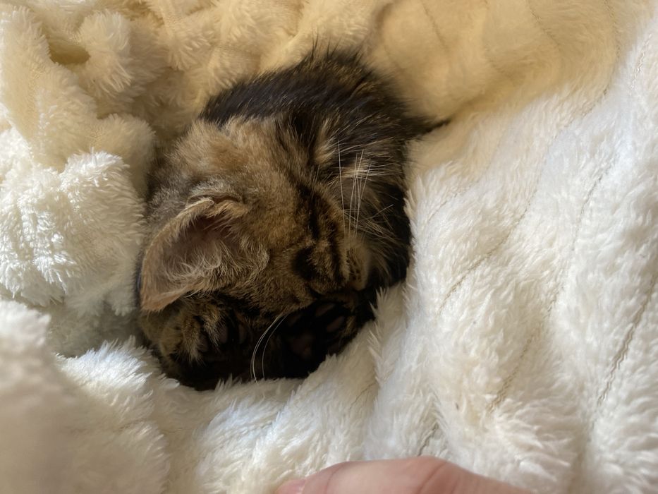 Отдам котенка мальчика
