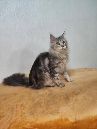 Пр.котёнка Мей Кун девочка 3 мес.