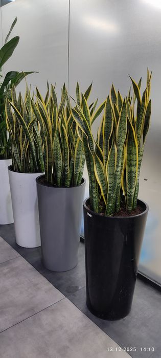 Уход за комнатными растениями