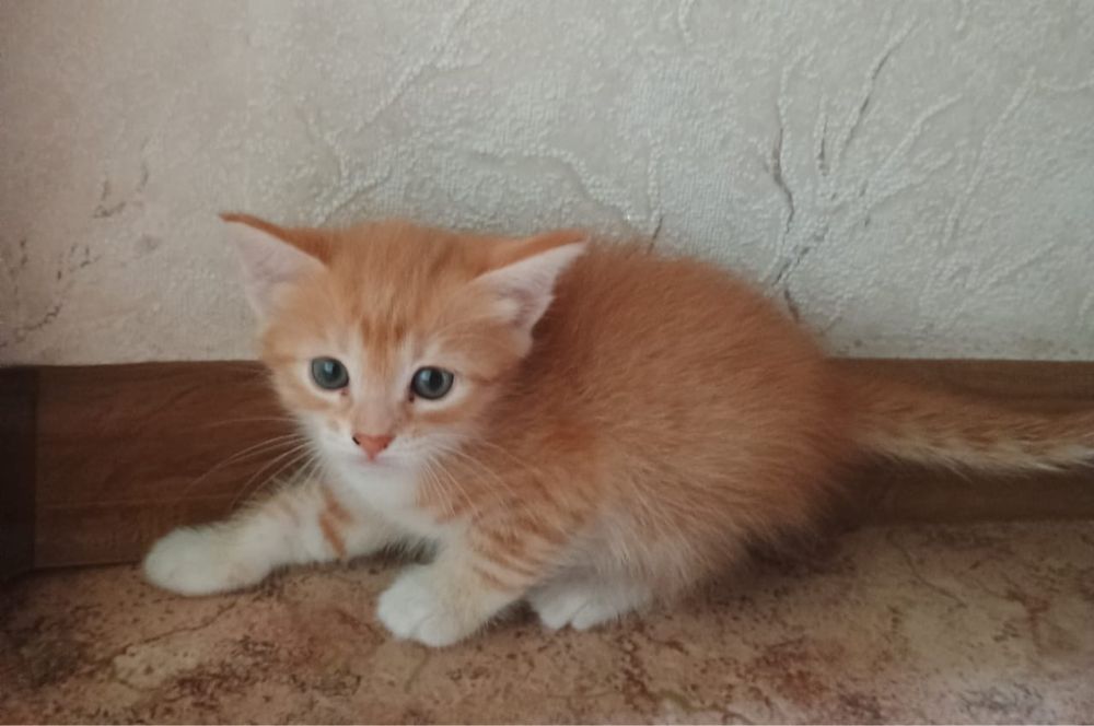 Отдам котят бесплатно