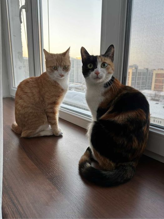 Ласковые кошечки Отдам в добрые руки