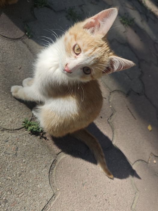 Отдам классных котят в добрые руки