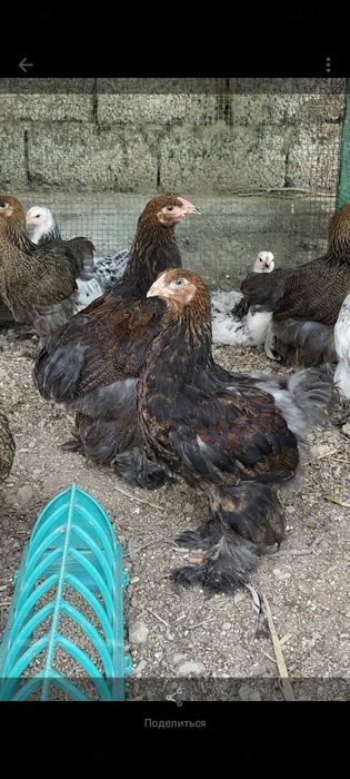 Brama Jo'jalari sotiladi 2 oyli