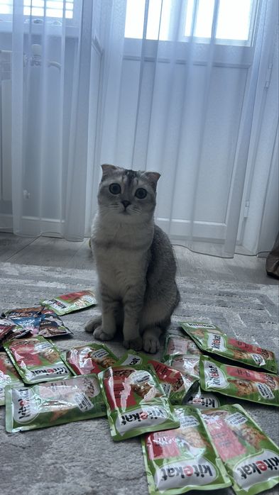 Стерлизованная шотландка