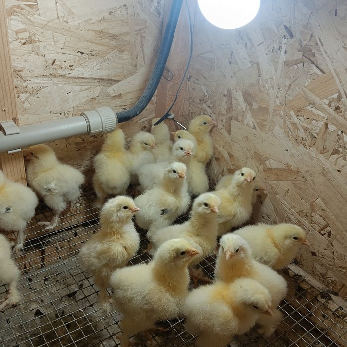 "Брама" цыплята  чистопародистые