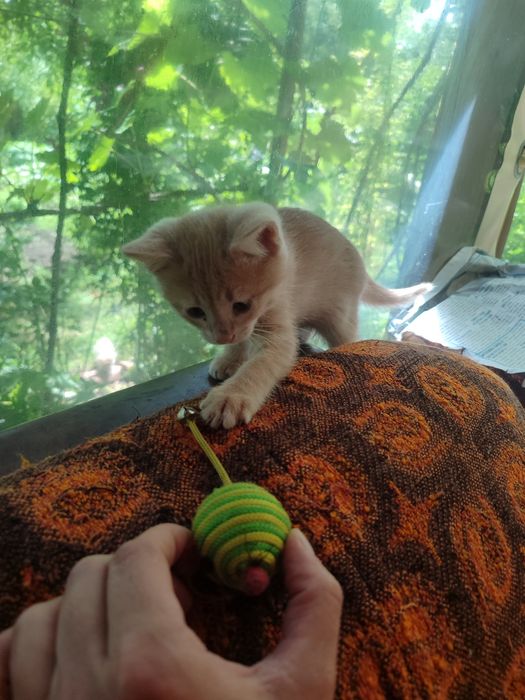 Подаряваме котета